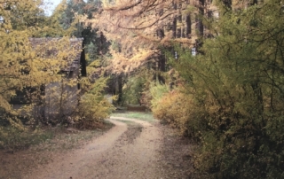 Siberian larches line the road at Skinner's Nursery